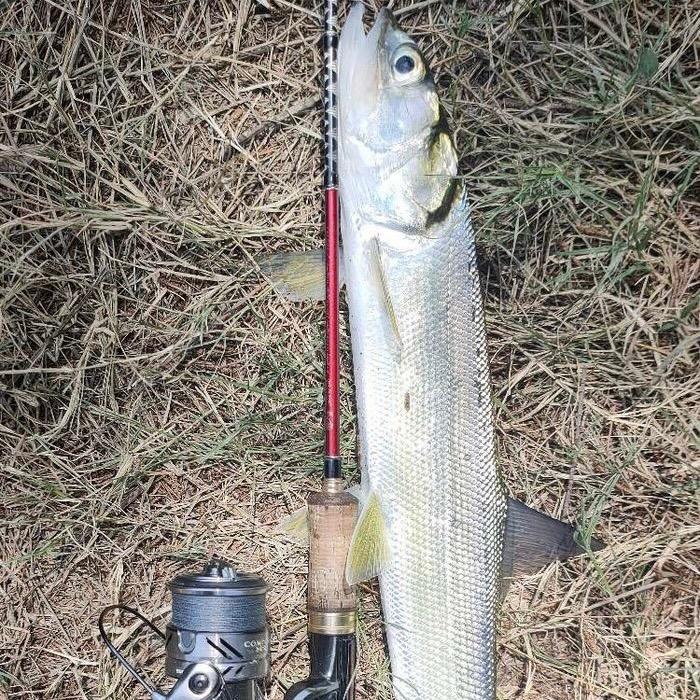 你算哪块小熊饼干