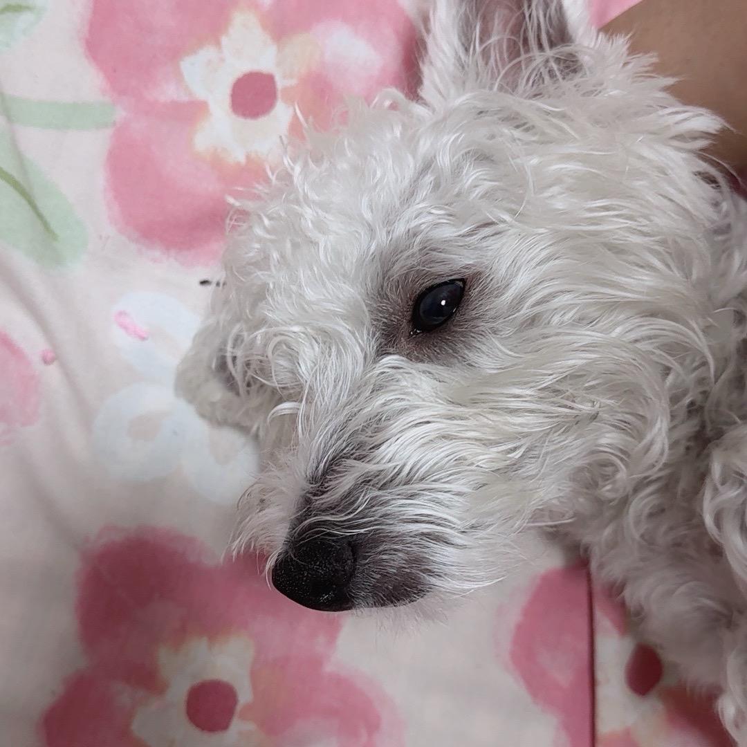 猫耳朵狗狗