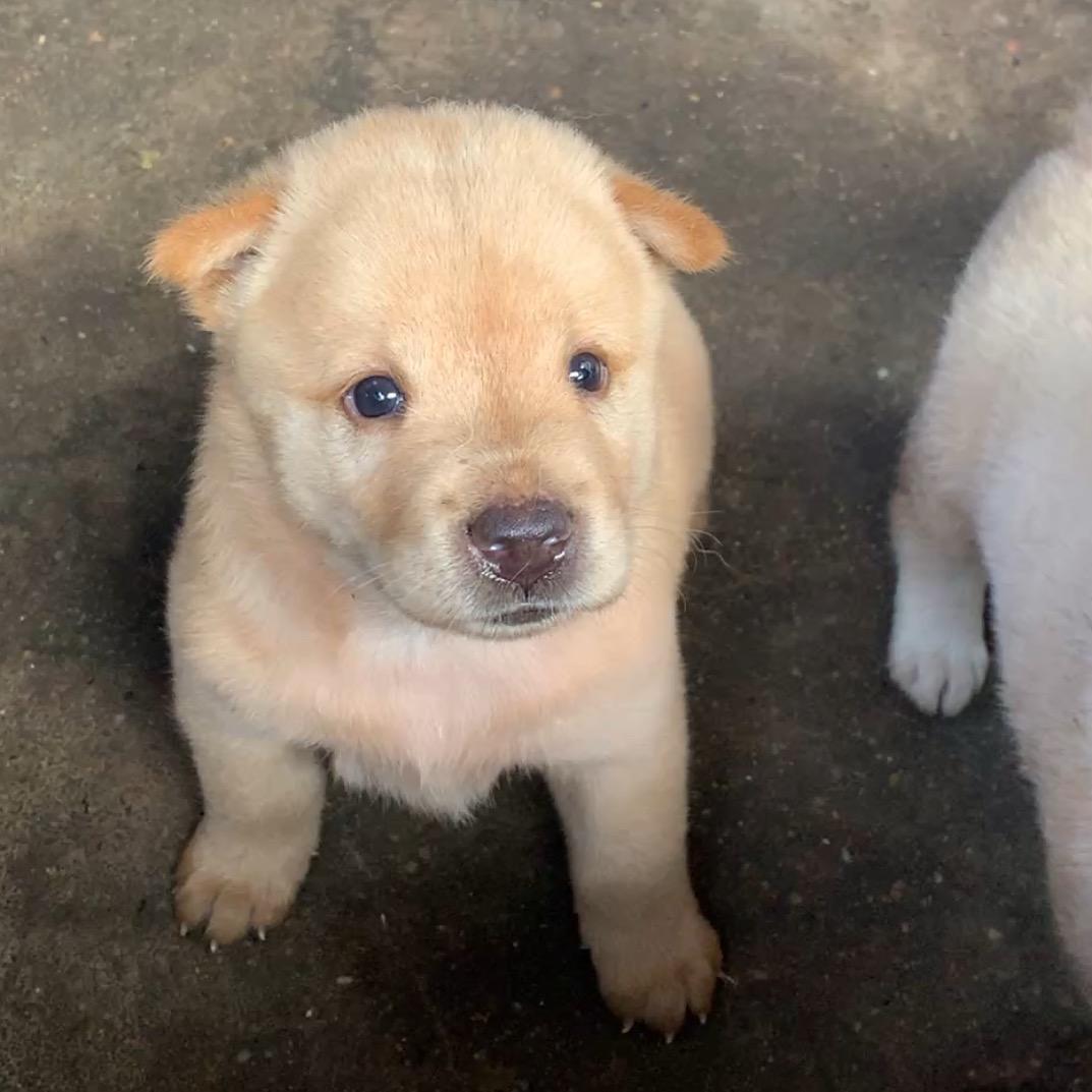 旺旺小犬