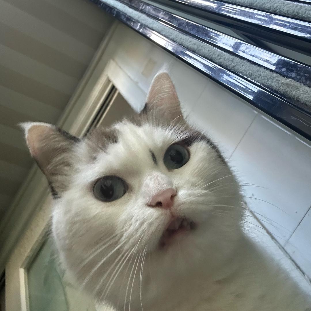 MRS.MIMI（米米）