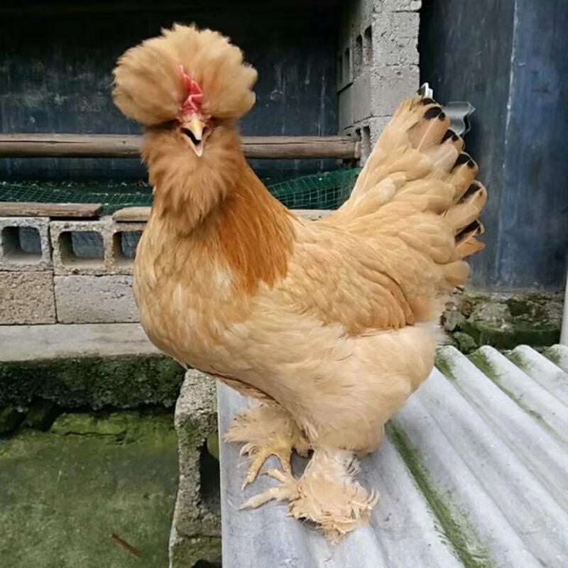 玉淼北京油鸡农场