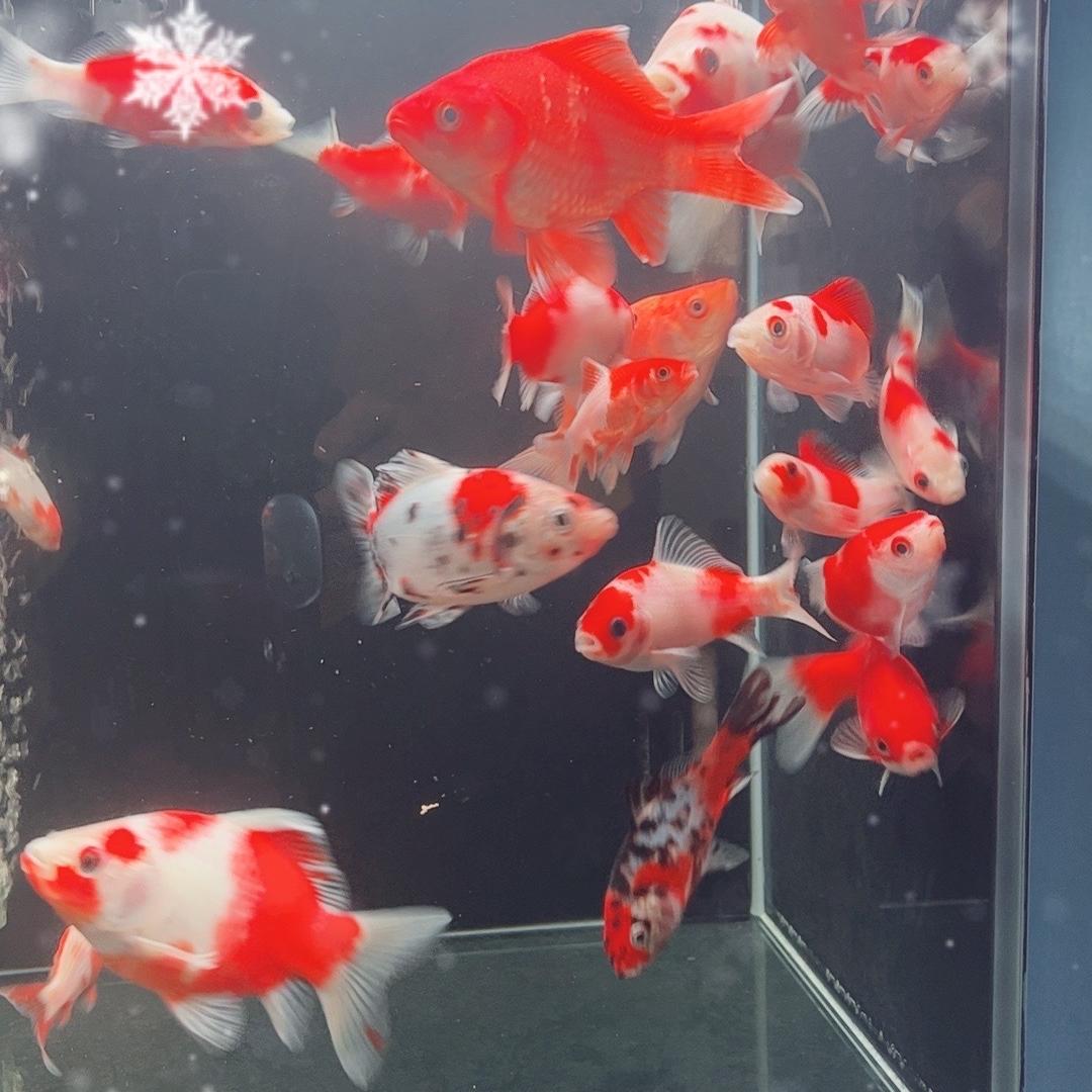 鱼瑞水族