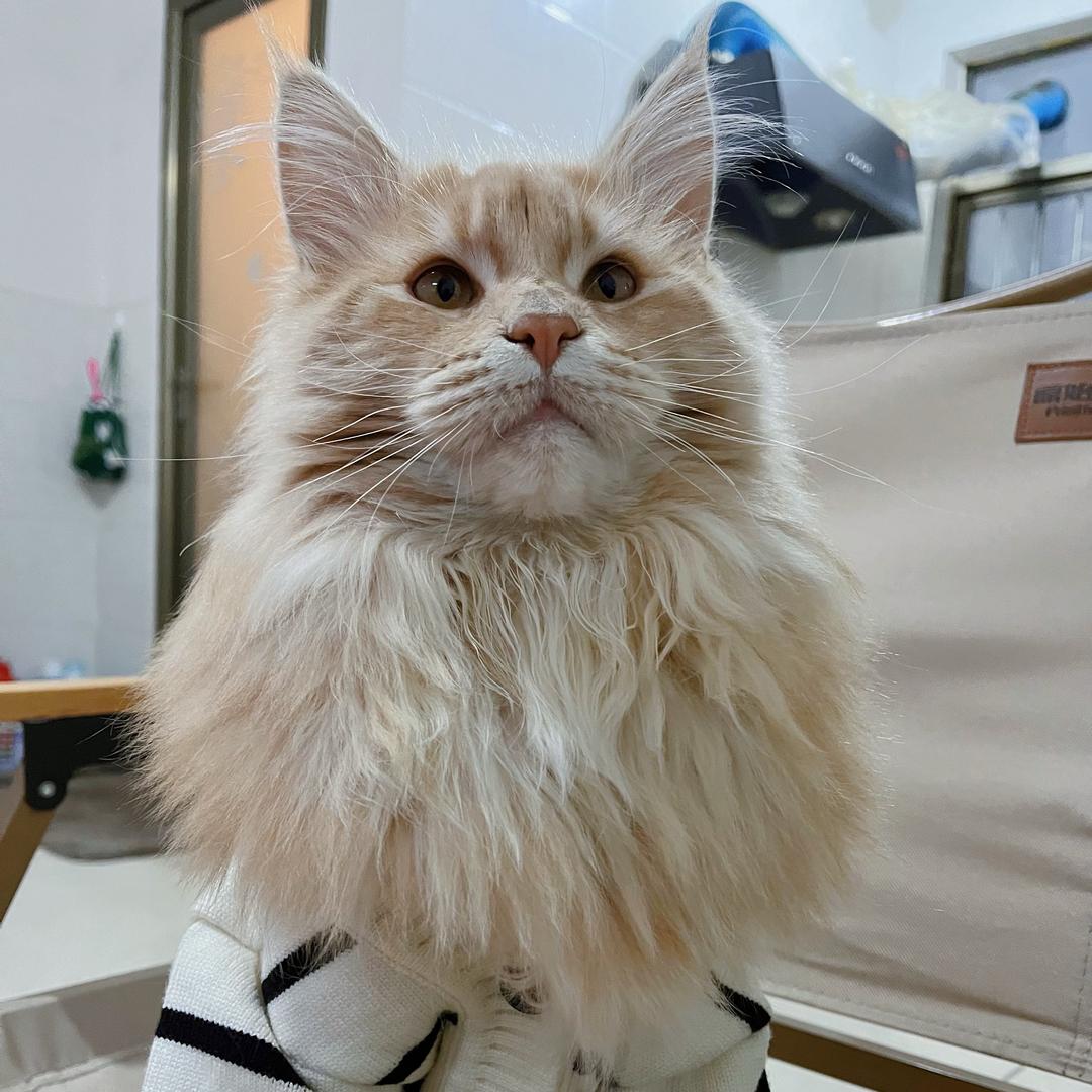 八福是只猫