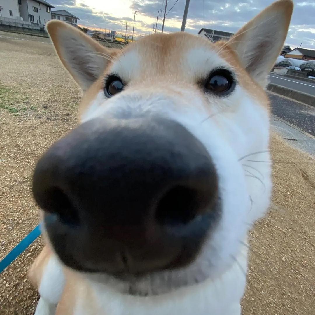 看主页直播做赛季9格