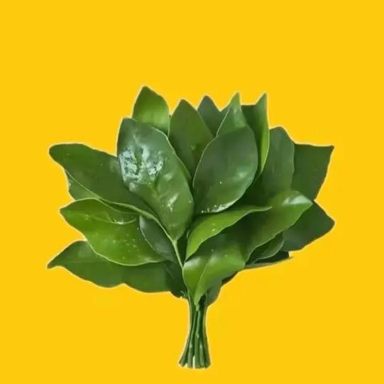豆包.-
