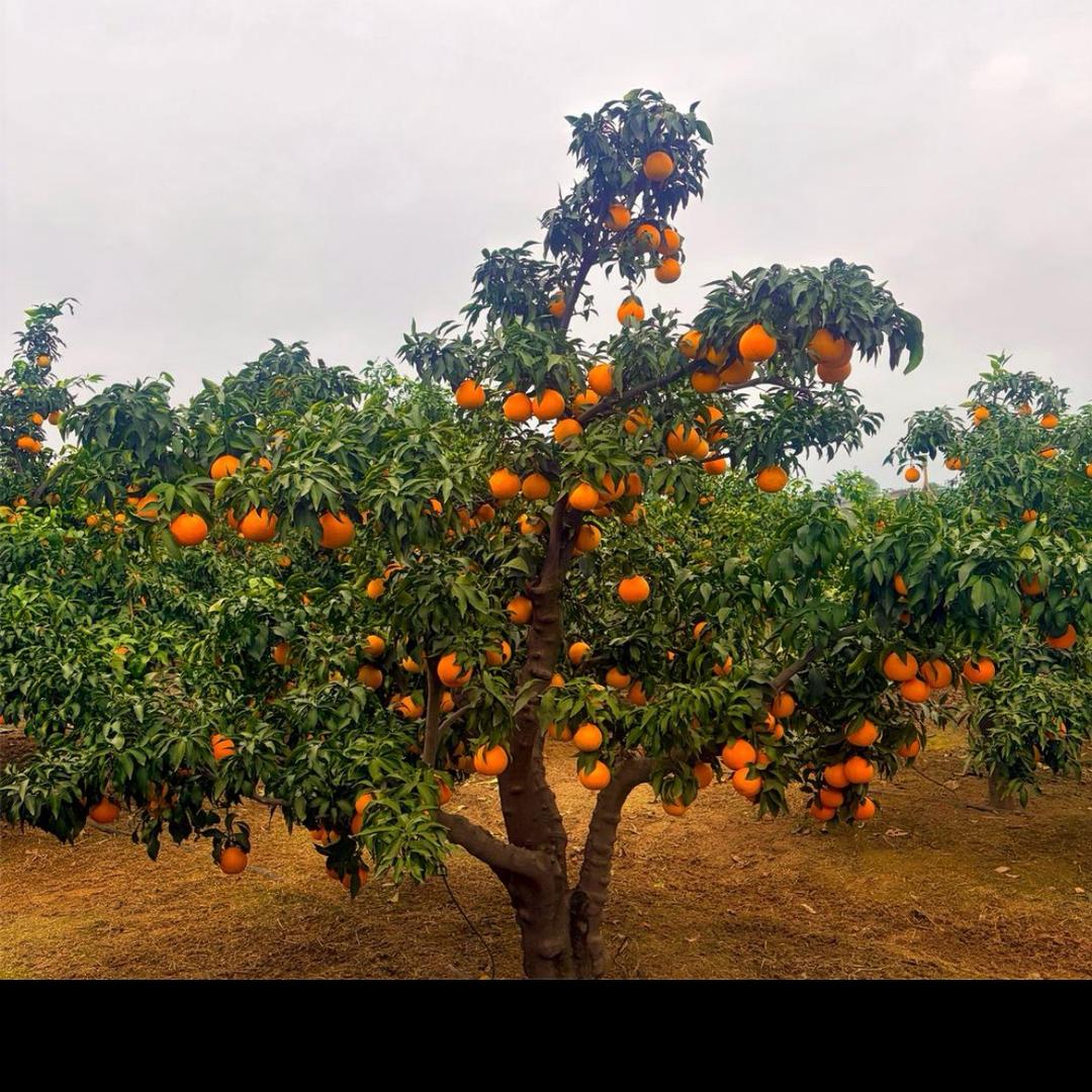 四川38号爱媛果冻橙基地