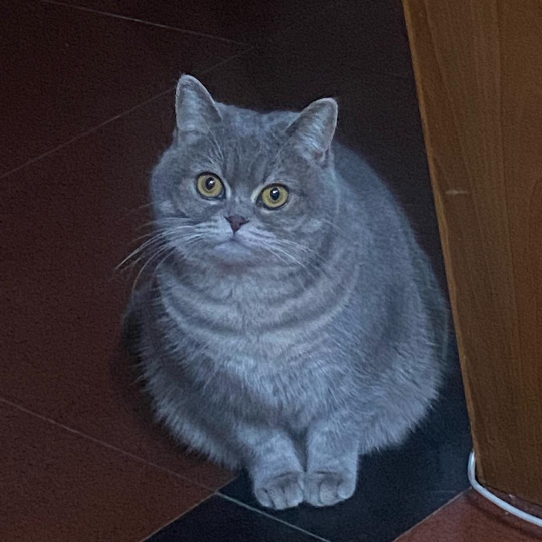 梦幻西游小飞猪