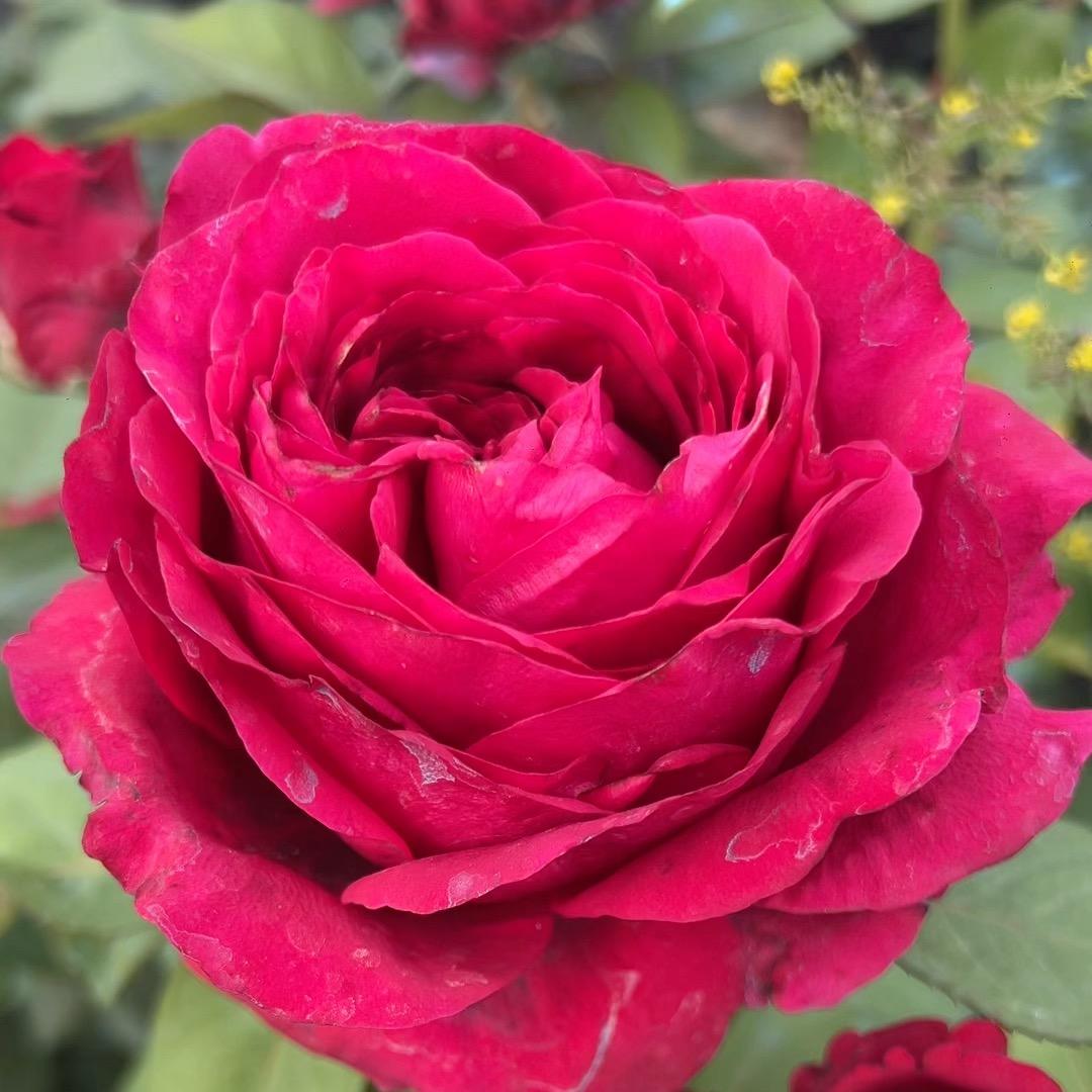 风中玫瑰🌹