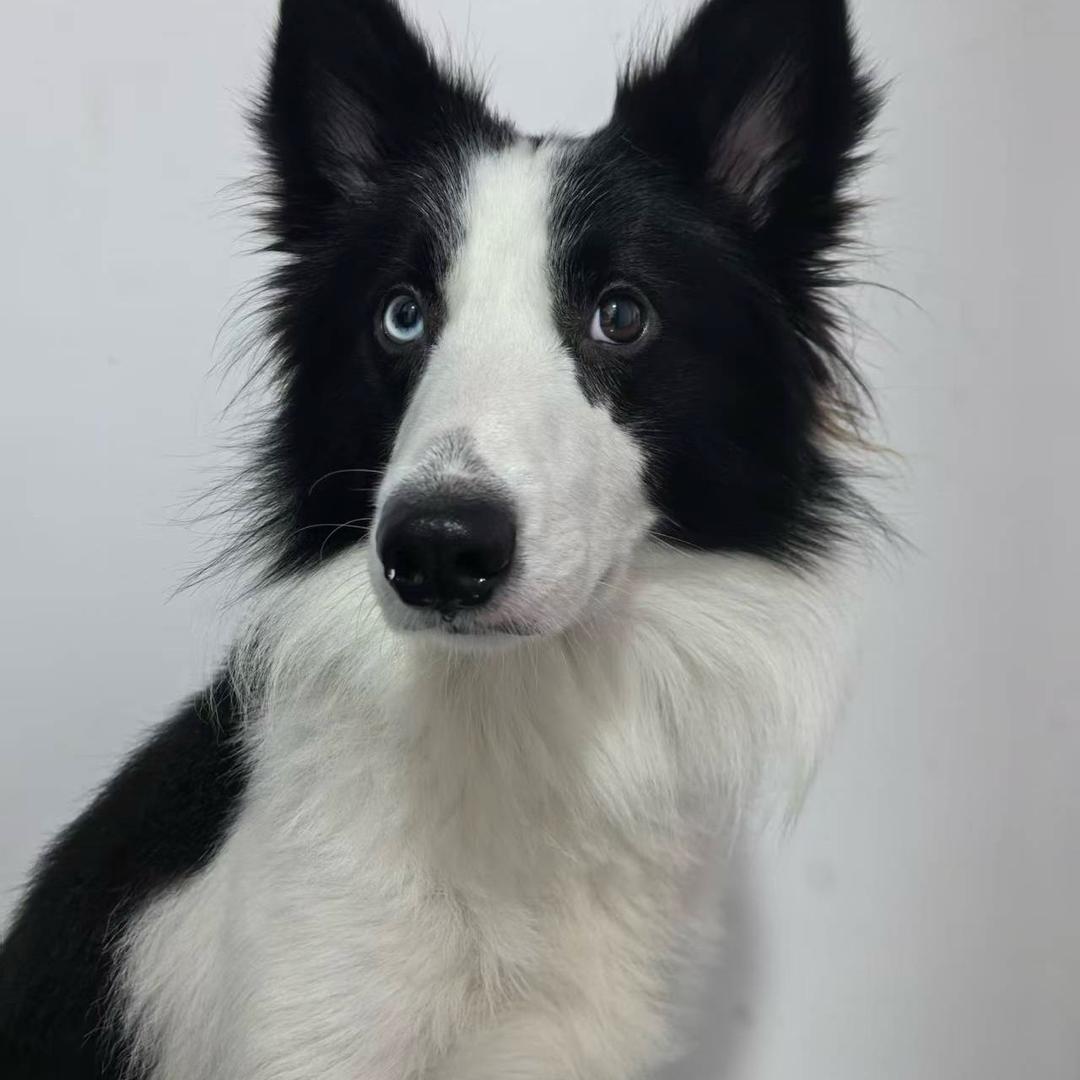 兜是一个绅士狗