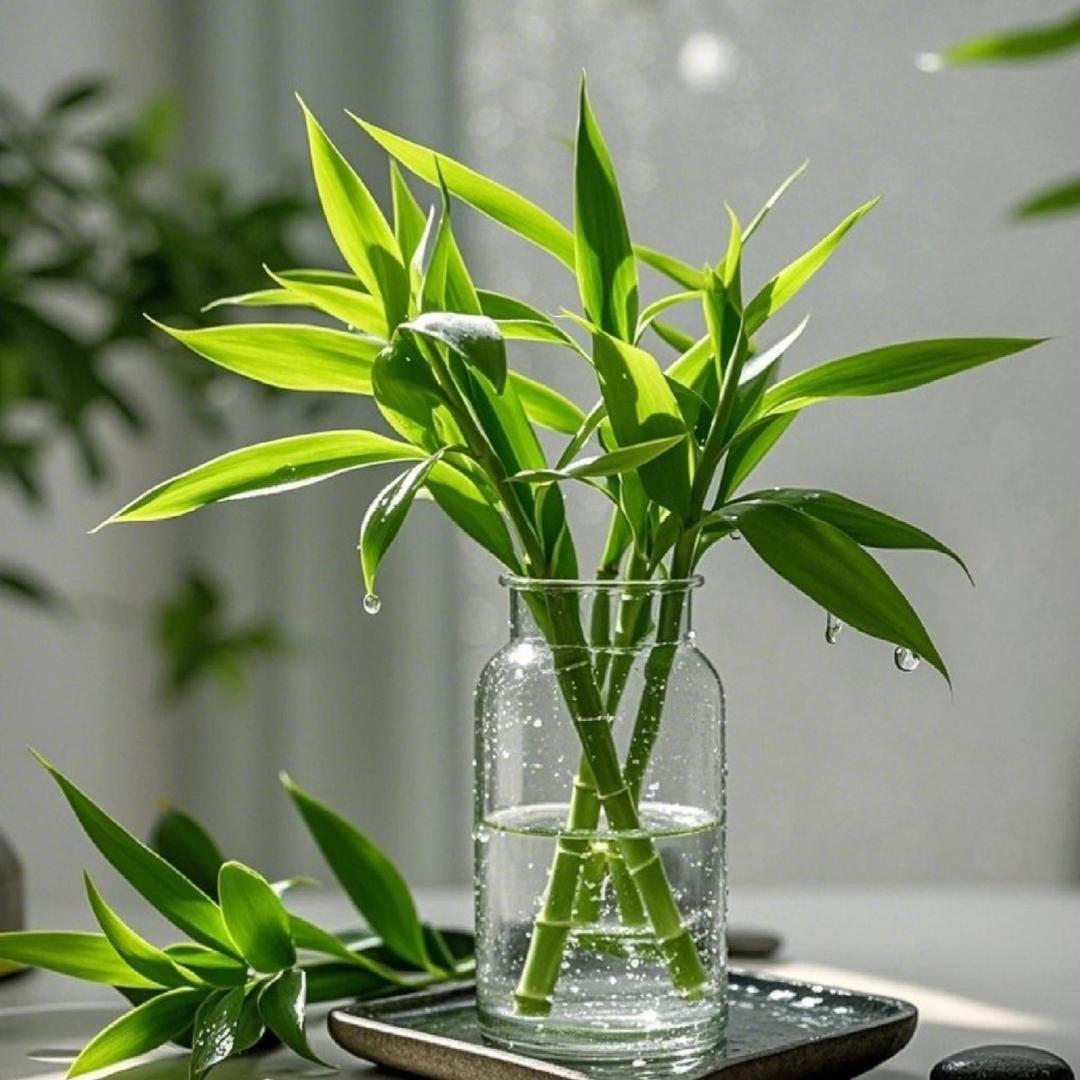 海南有家-富贵竹基地二号