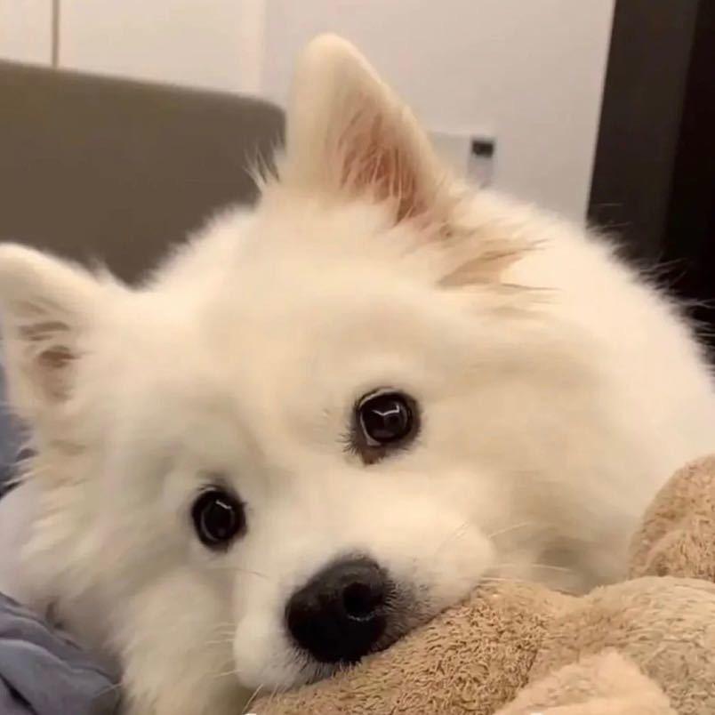 嘻嘻哈哈哈哈（已躺平）