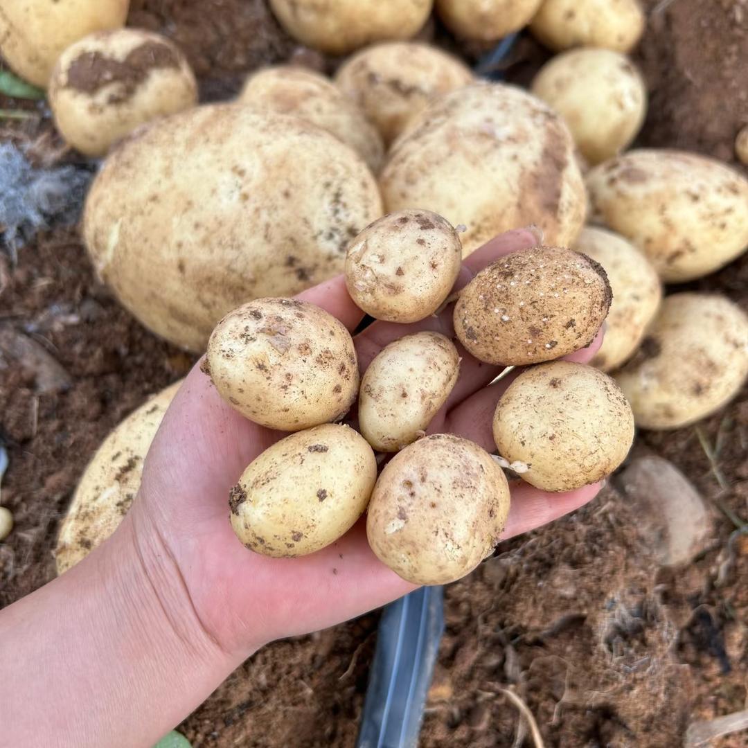 土豆🥔批发基地