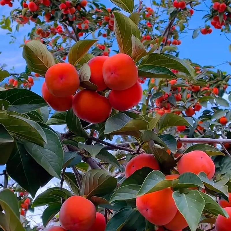 越来越好