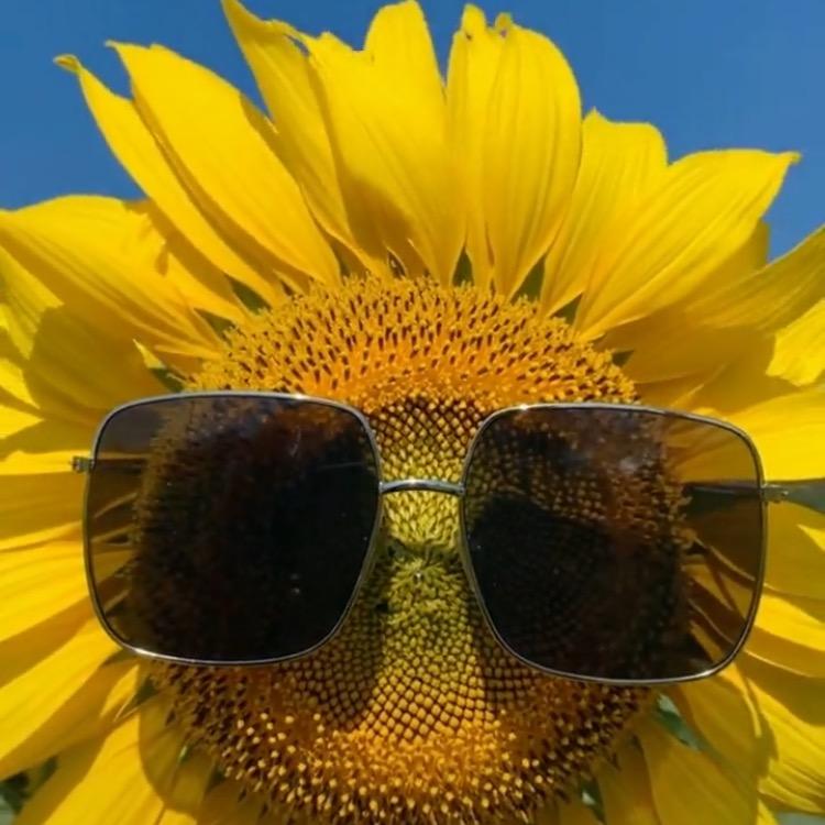 🌻岁月静好