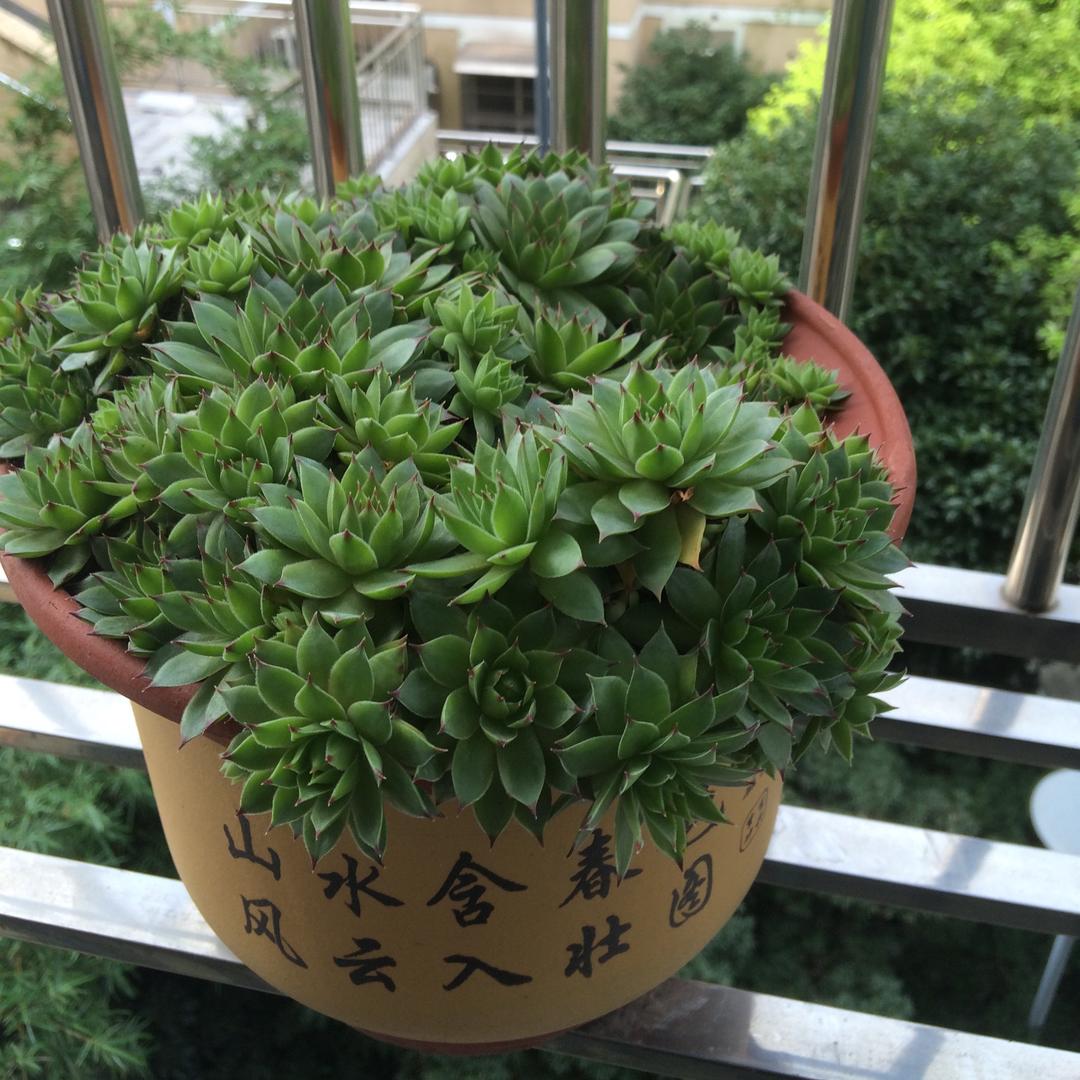 富安观察（香思缘生活号）