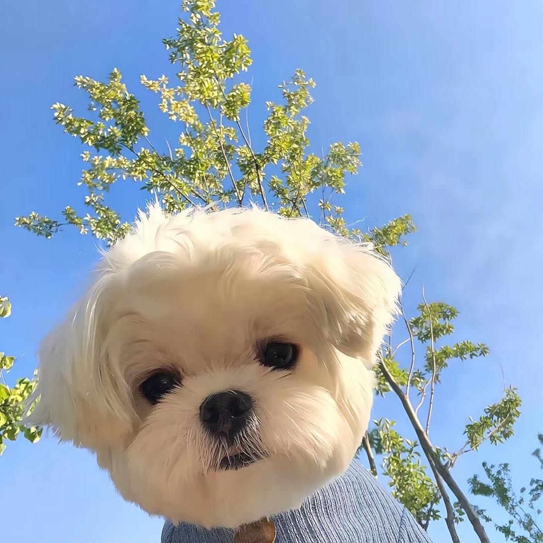 🌿冰菜