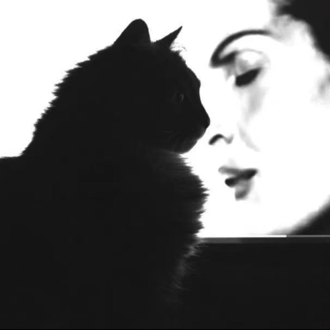 单曲猫咪