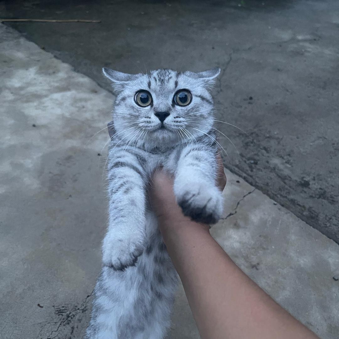 举杯邀明月 对影成三人