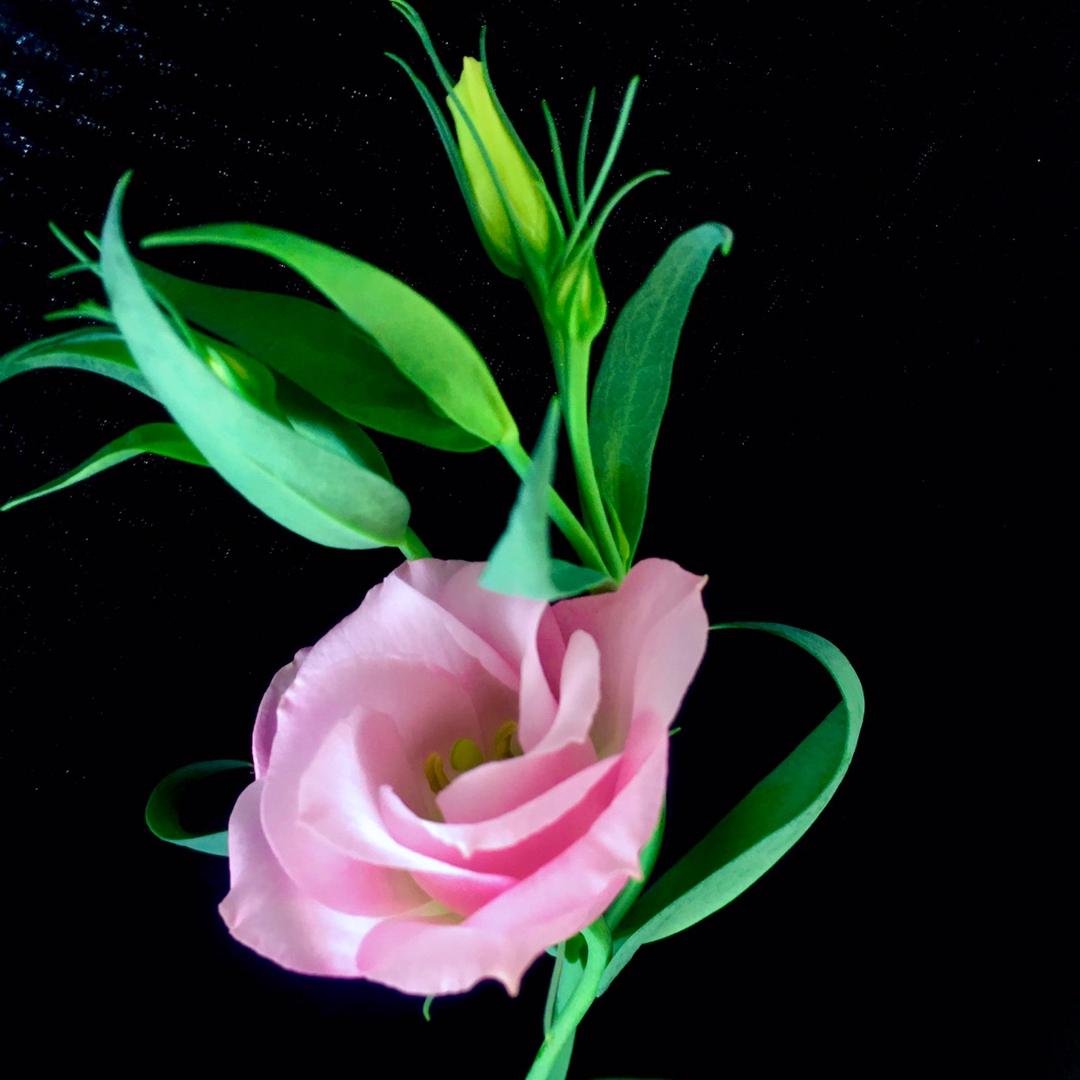 宁邑花卉