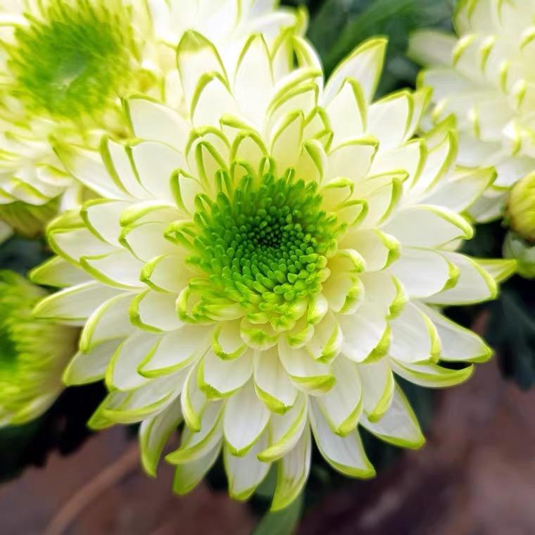 花卉臻选阁