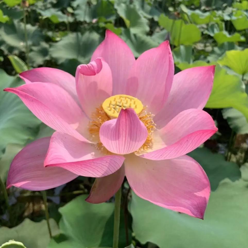 乔治城里老乔治