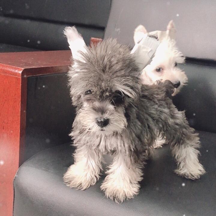 小小雪纳瑞