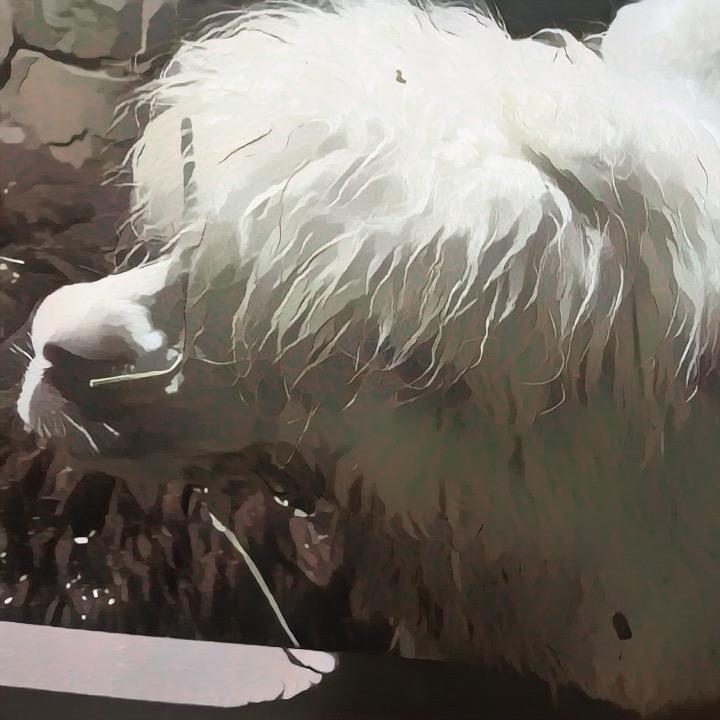 神奇小查