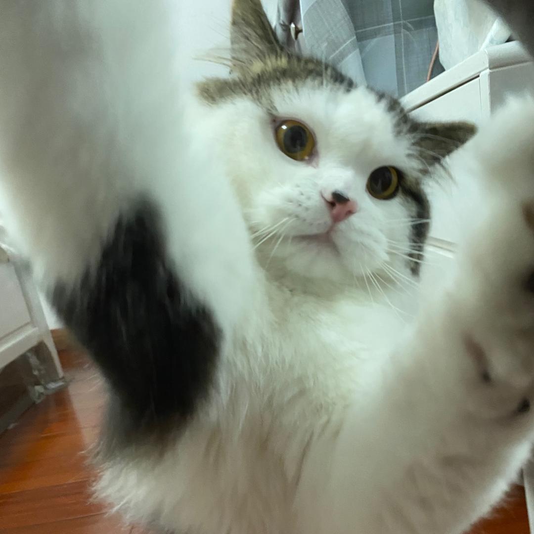 胖脸羊