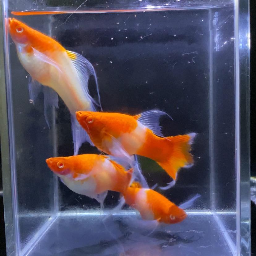 小杨的养鱼日记
