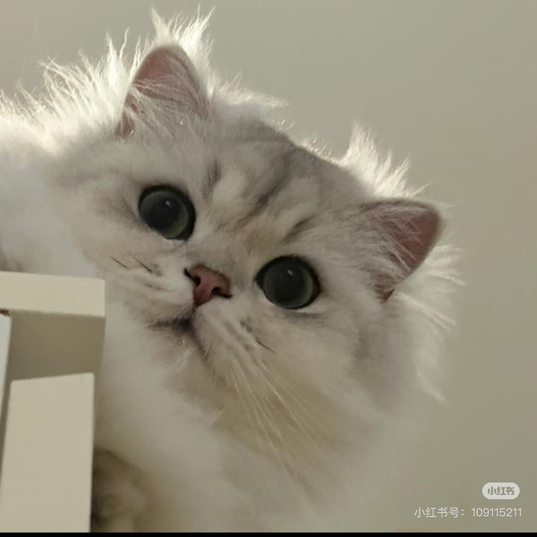 狮子猫
