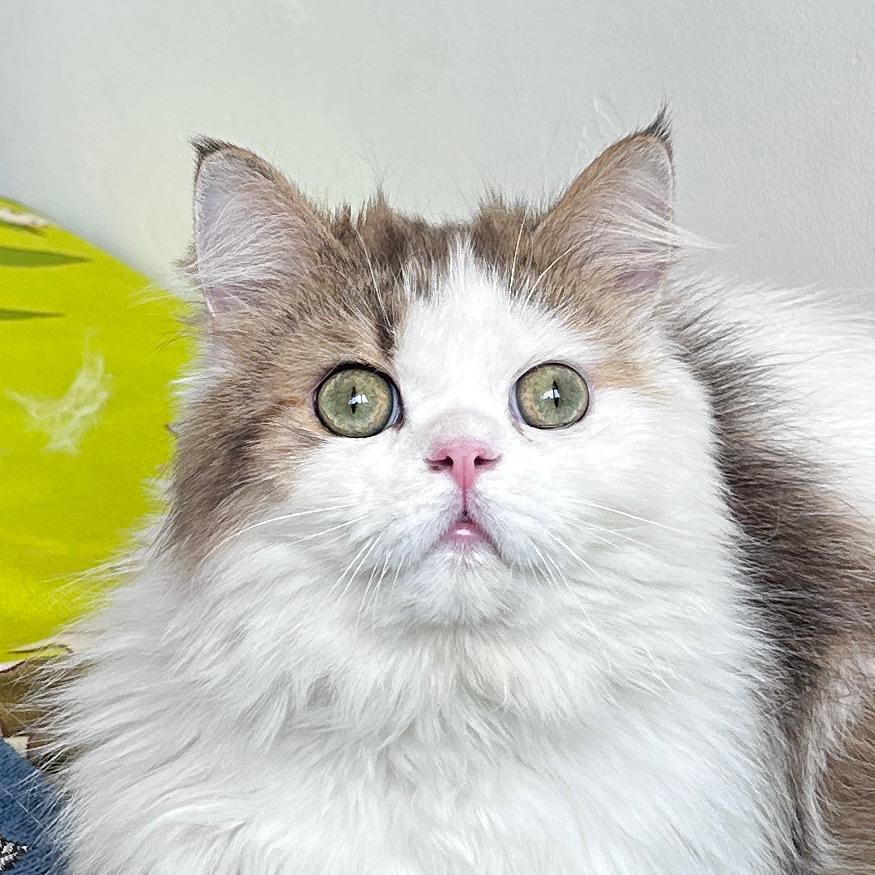 MiaY