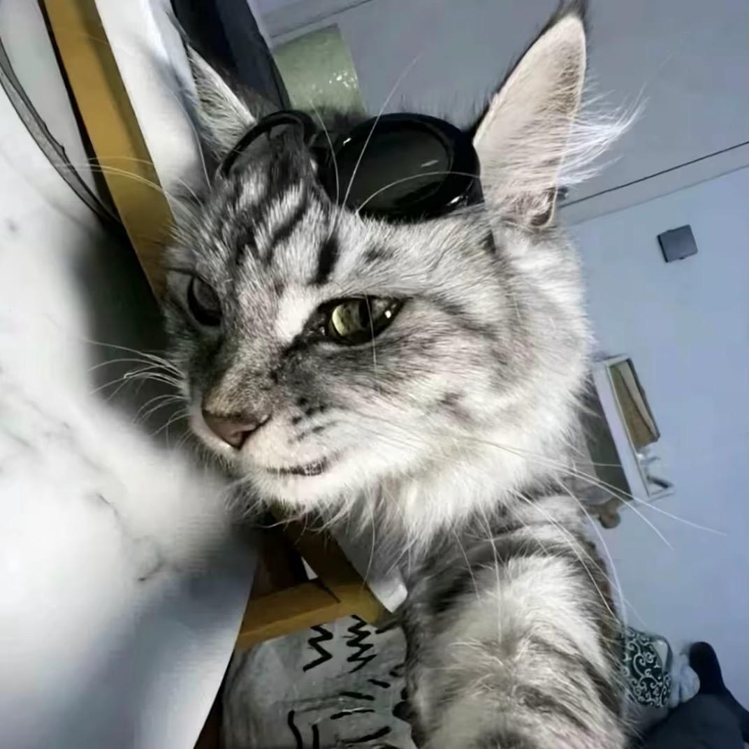 小齐总🐾