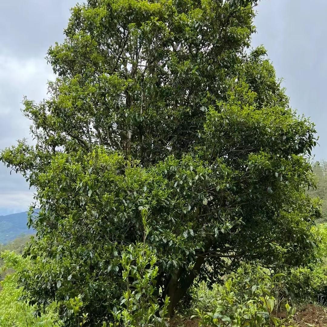 小濮收茶
