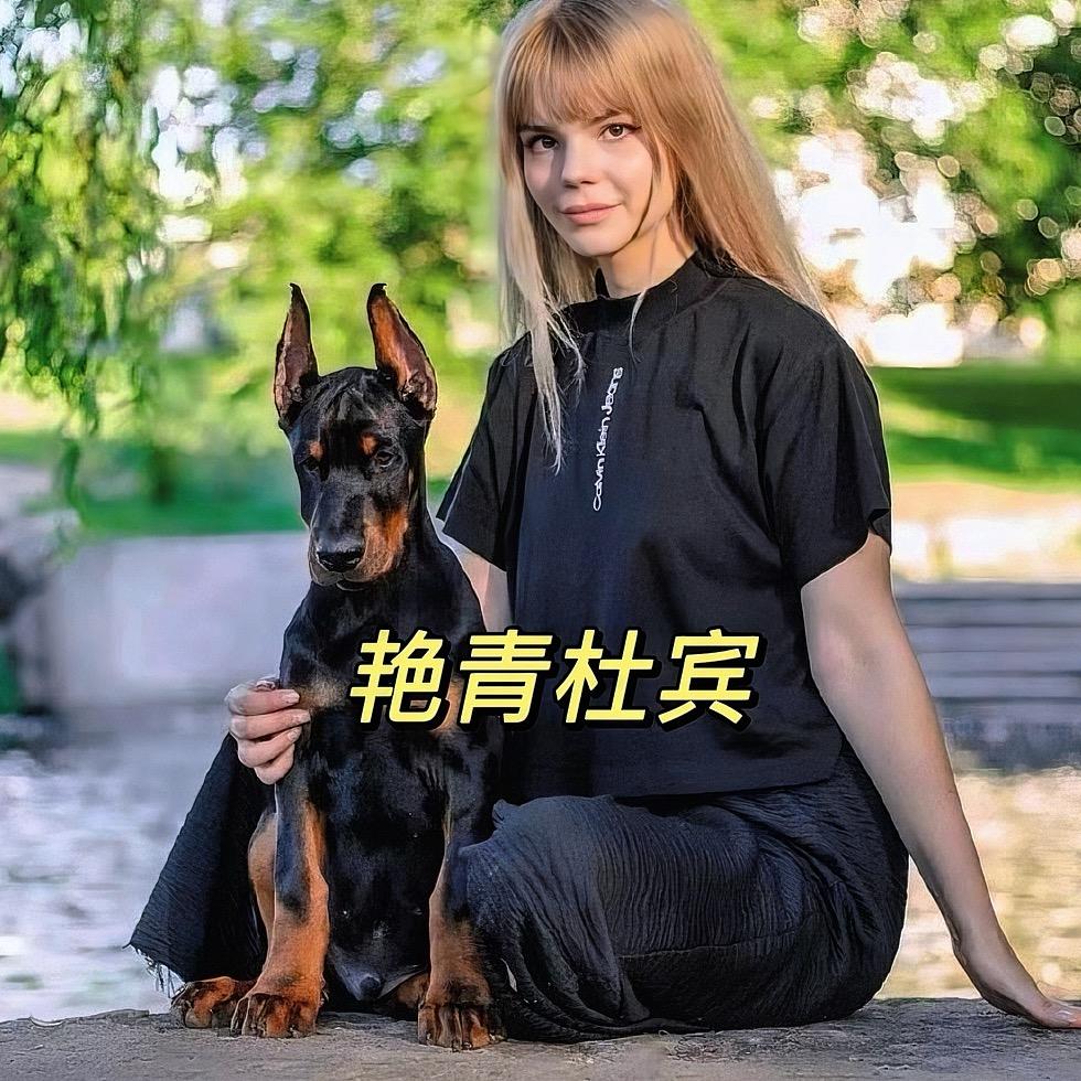 艳青杜宾