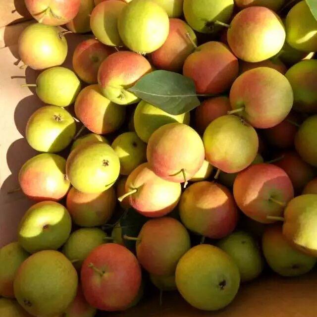 宸芯农产品优选