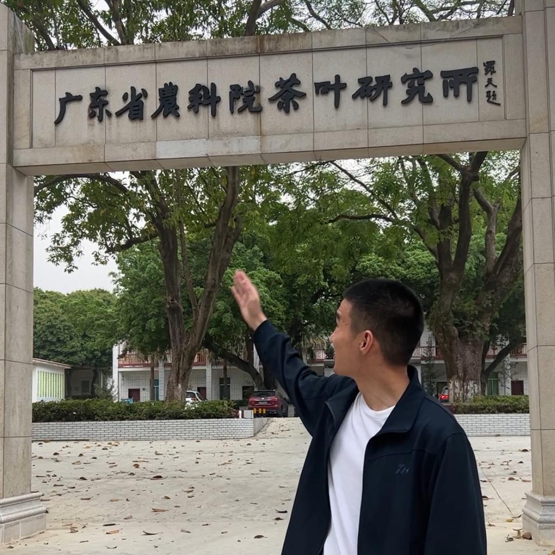 苦口师茶叶