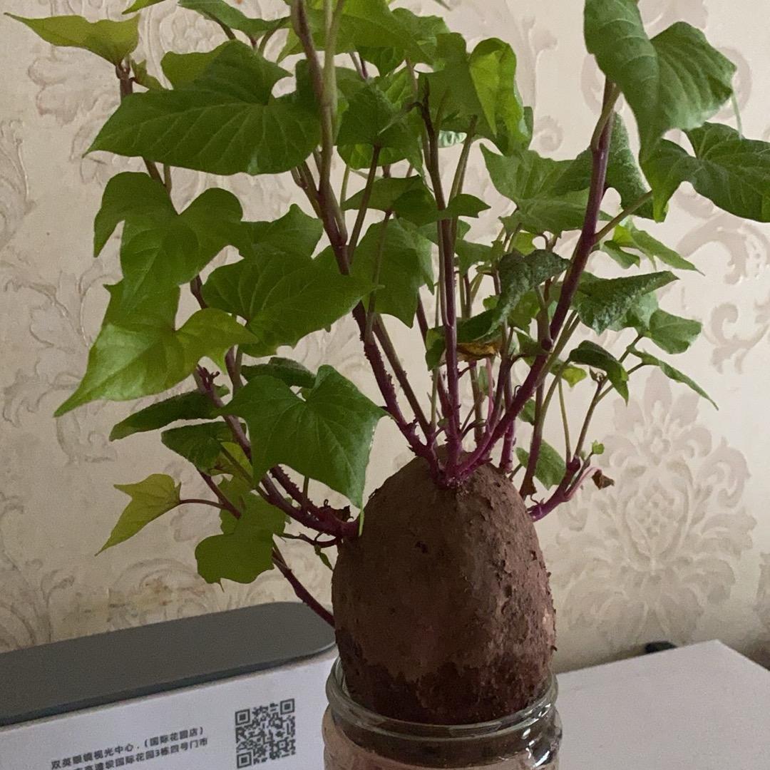 🌺岁月静好🌺