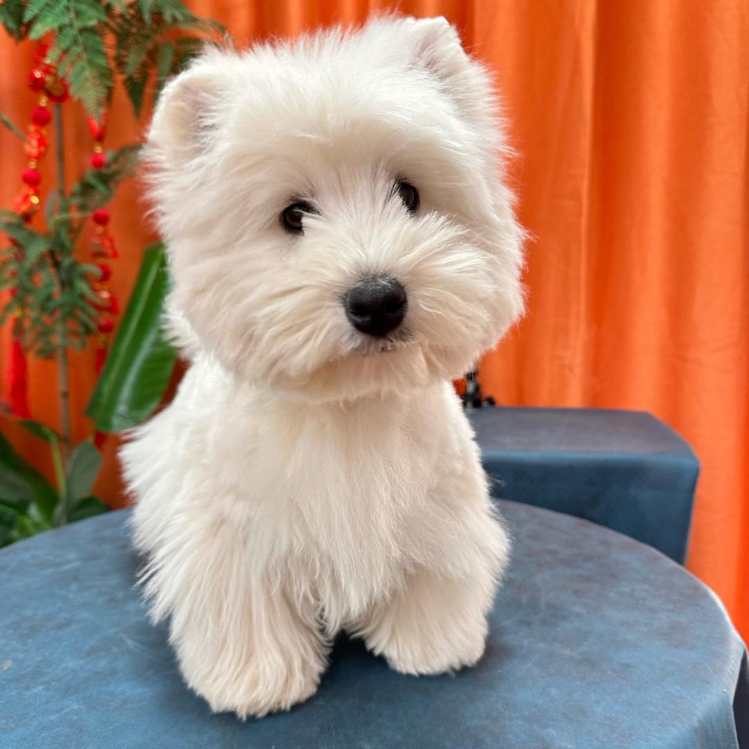 八宫犬业—软爆毛西高地