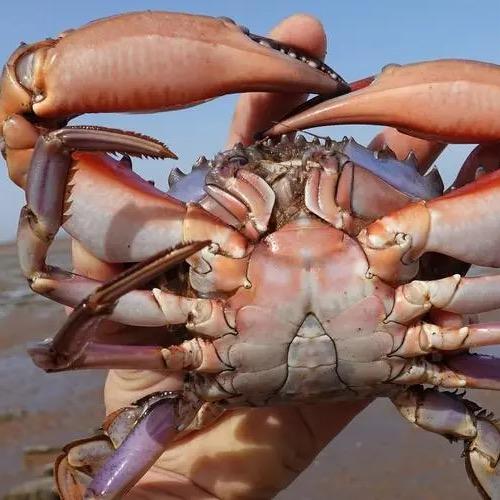 十五赶海