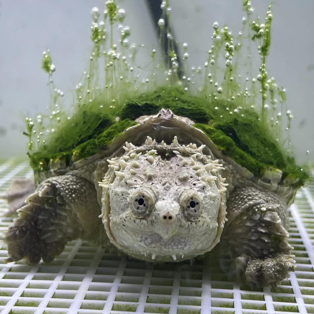 老林家佛鳄龟宠