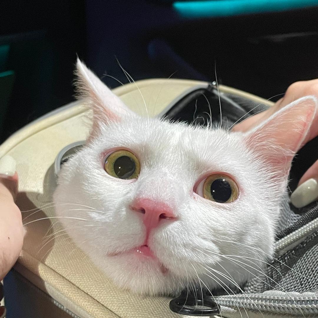 羽胡