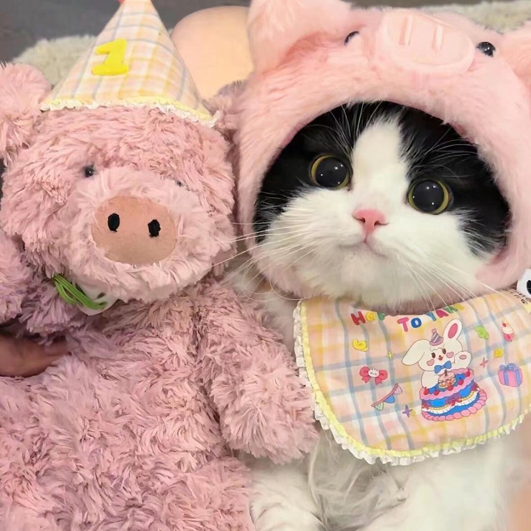 流泪猫猫