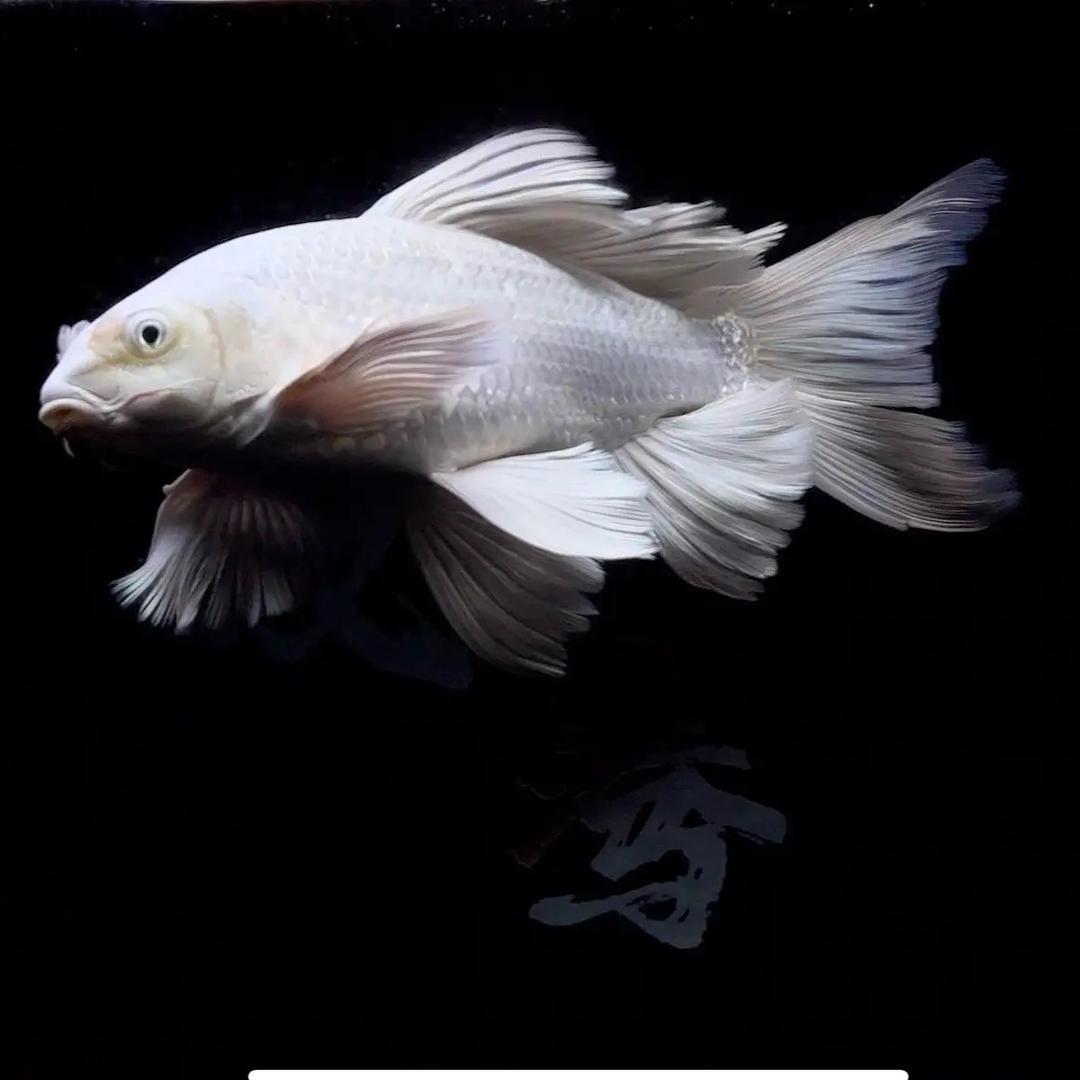 鲤刻