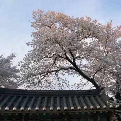 舋林老者