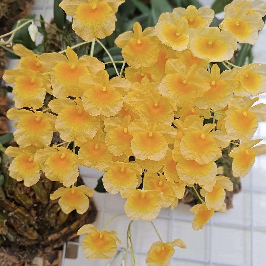 嘉嘉花卉