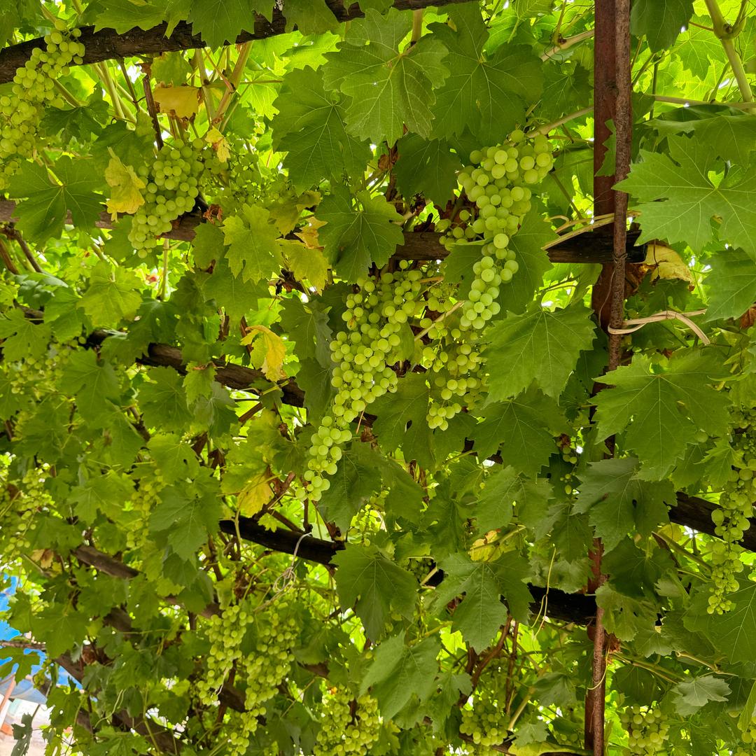 ༺爷傲奈我何༻꧂