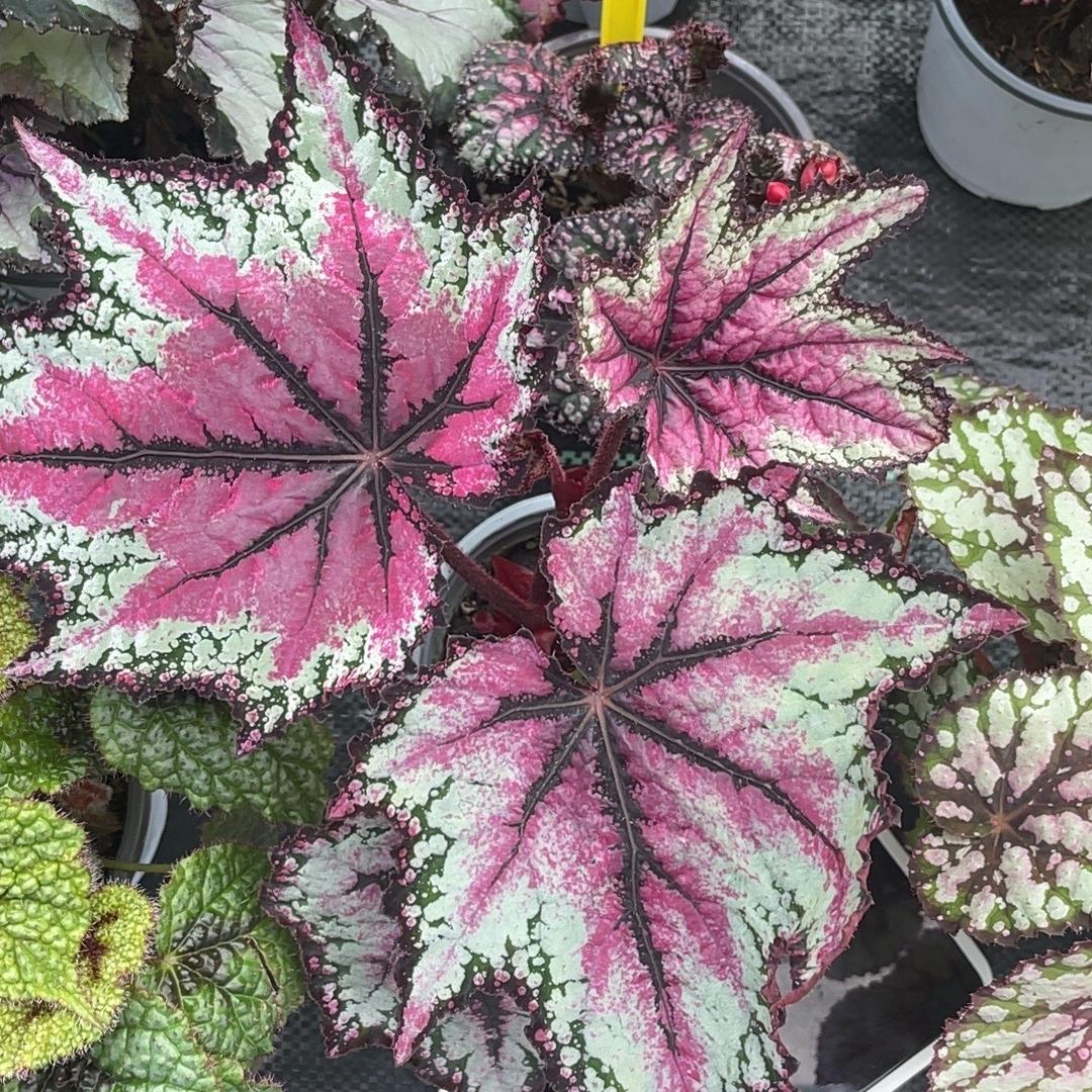 热植物小店