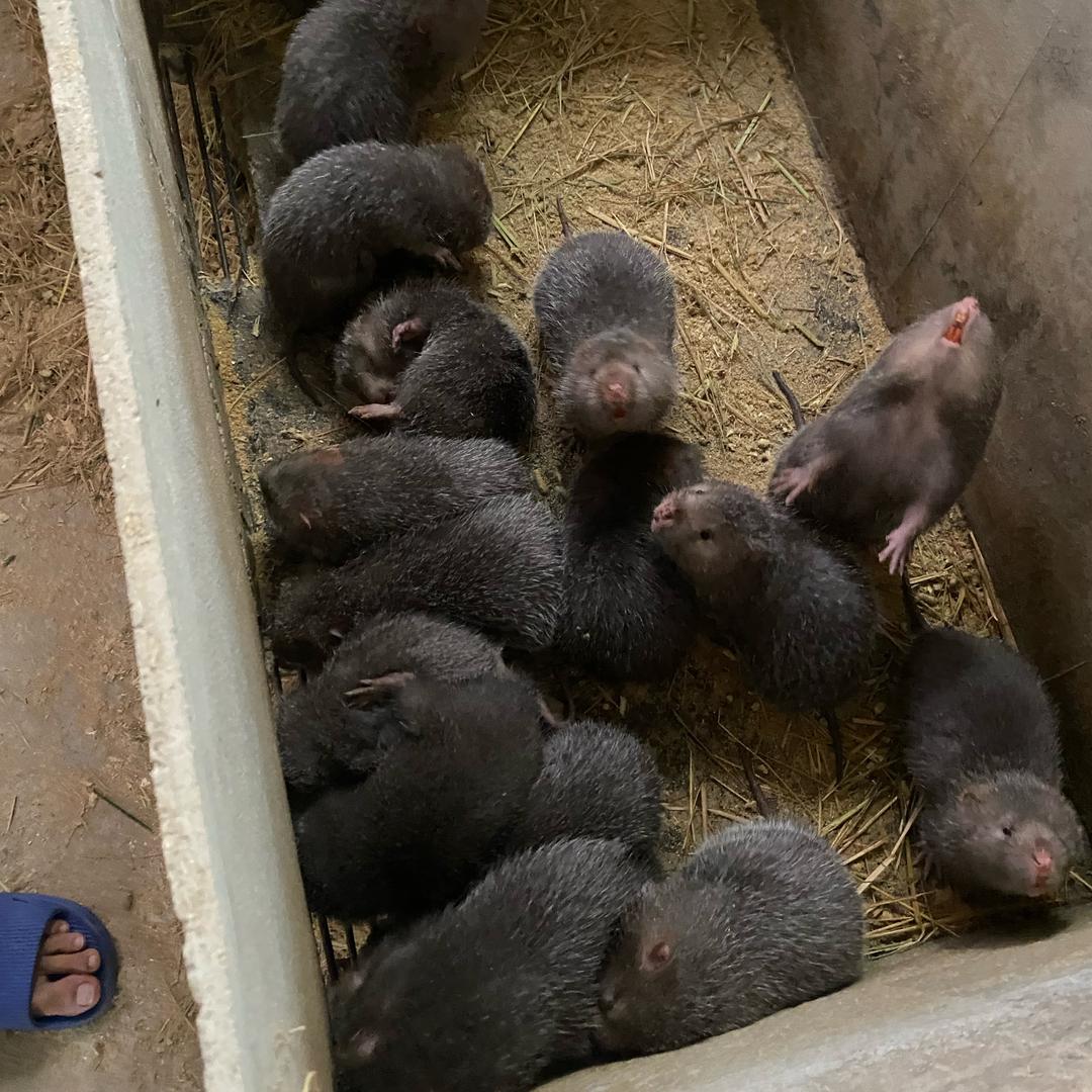 竹鼠种苗🐭养殖