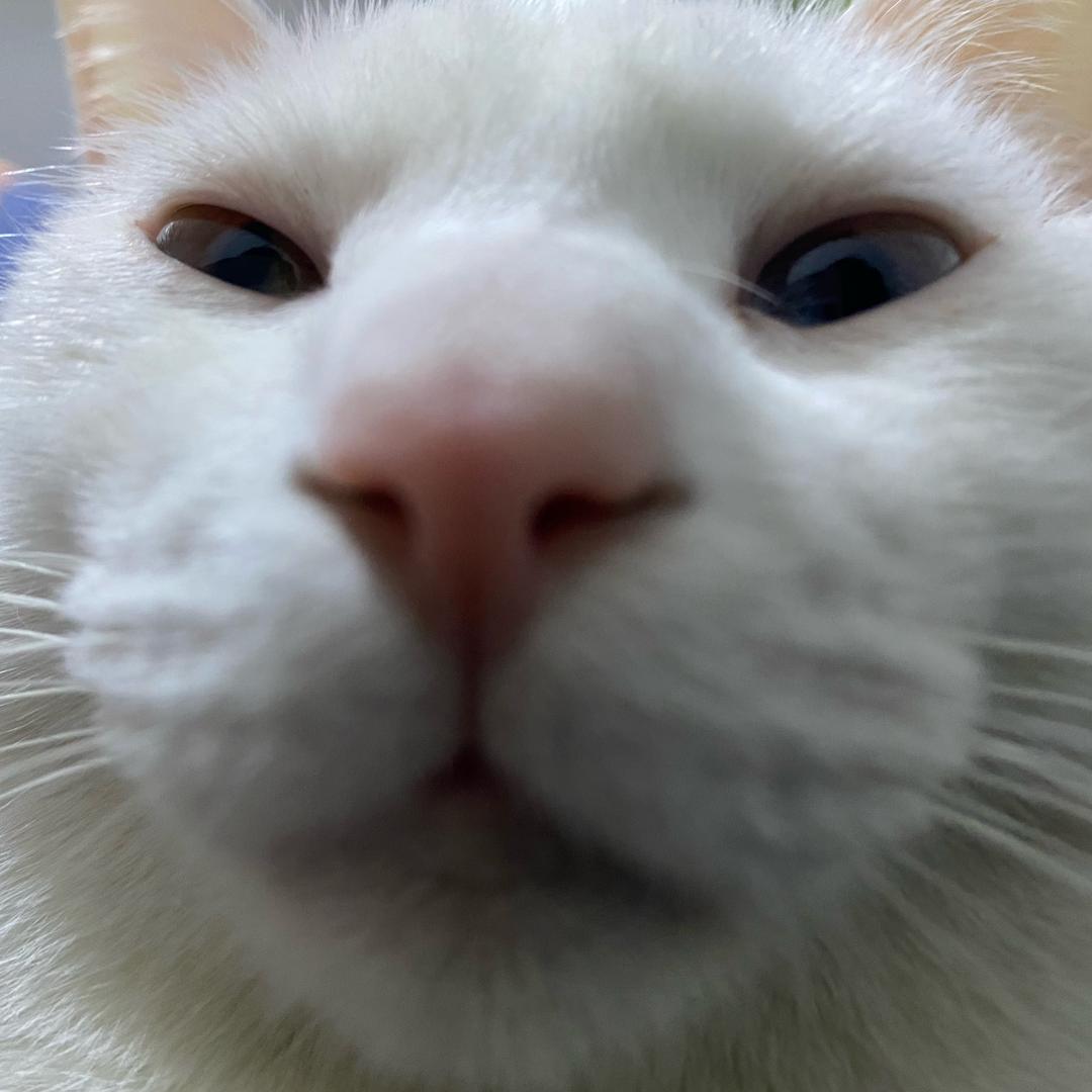 小P
