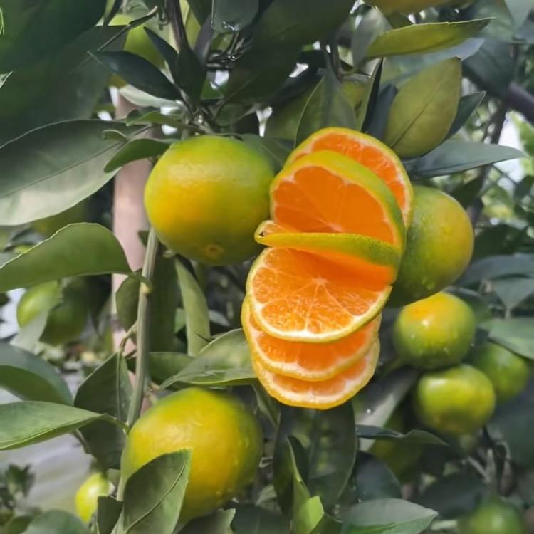 赣南脐橙.蜜桔(寻乌基地)